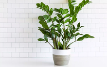 Trẻ 6 tuổi nhập viện vì ngộ độc lá kim tiền: Loại cây "hút tài lộc" ai cũng thích trồng nhưng chứa chất độc cực mạnh cần cảnh giác