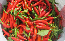 Giá ớt liên tục tăng cao