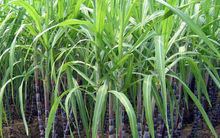 Thành Thành Công Biên Hòa (SBT) chốt ngày trả cổ tức cho cổ phần ưu đãi cổ tức