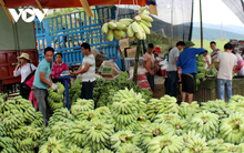 Giá chuối xanh tăng mạnh vì Trung Quốc thu mua tích trữ dịp cuối năm