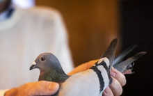 Chim bồ câu đắt nhất thế giới có giá gần 44 tỷ đồng