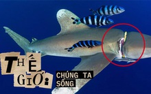 Cá mập thắt cổ, cá voi dạt bờ...: Chùm ảnh cho thấy bi kịch dưới đại dương đang trở nên đáng sợ đến mức nào