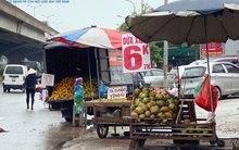 Tiểu thương hé lộ bí mật bất ngờ phía sau những trái dừa xiêm 6k tràn lan khắp phố