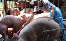 Giá lợn tăng, dịch tả lợn tái phát, người chăn nuôi thấp thỏm lo âu