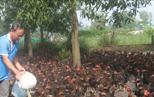 Người nuôi gà phục vụ thị trường Tết lo lắng khi giá giảm sâu