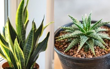 10 loại cây trồng trong nhà có thể gây ảnh hưởng xấu đến sức khỏe của bạn