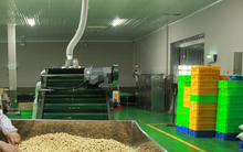 Nghịch lý ngành điều