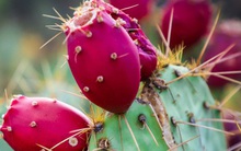 Xương rồng vốn mọc hoang đang được ví là 'vàng xanh', giá dầu chiết xuất còn gây bất ngờ hơn: 55 triệu đồng/lít