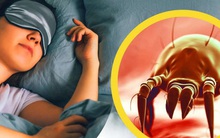 [Video] Không giặt ga gối là bạn đang nuôi hàng trăm ngàn con bọ, cùng lượng vi khuẩn gấp hàng nghìn lần bệ ngồi toilet