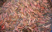 Không đơn giản là món ăn ngon, "rồng đất" còn được tận dụng làm thuốc chữa bệnh