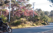 Xác định thủ phạm phá rừng phòng hộ ven đường Đà Lạt-Nha Trang