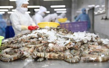 Thuỷ sản Minh Phú (MPC) báo lãi tăng 23% sau 9 tháng, đạt hơn 477 tỷ đồng