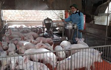 Dịch tả lợn châu Phi diễn biến phức tạp tại Đắk Lắk