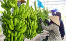 Hà Nội phát triển sản xuất chuối theo tiêu chuẩn xuất khẩu