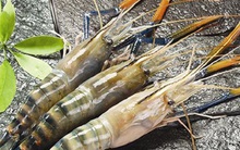 Thực phẩm Sao Ta (FMC): 11 tháng hoàn thành chỉ tiêu 2020 với doanh thu 4.140 tỷ đồng