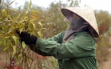 Hà Nội rét "đỉnh điểm", dân làng đào Nhật Tân lại tất bật vào mùa tuốt lá chuẩn bị đón Tết: "Thời tiết ủng hộ, nhưng được ăn hay không vẫn phải do trời"