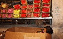 Nhọc nhằn mưu sinh trong giá lạnh ở chợ hoa lớn nhất Thủ đô