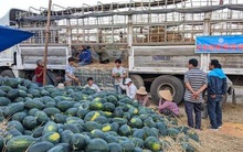 Mua 2 xe dưa hấu, thương lái phải nộp 4 triệu đồng "bảo kê"