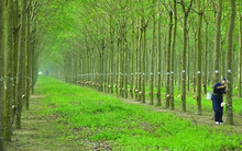 Cao su Đồng Phú (DPR) chốt quyền nhận tạm ứng cổ tức năm 2020 bằng tiền tỷ lệ 25%