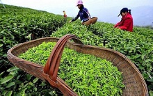 Ngành chè: Giảm xuất khẩu, tăng nội tiêu