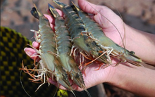 Camimex (CMX) triển khai phương án chào bán hơn 30 triệu cổ phiếu tăng vốn lên gấp đôi