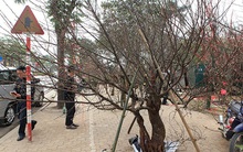 Thủ tướng nghiêm cấm chặt đào rừng chơi Tết