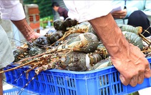 Giá tôm hùm thương phẩm tăng cao