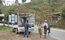 "Đào vùng cao xuống phố thực chất được trồng trong vườn, không phải đào rừng"