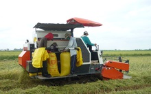 Giá lúa cao nhất trong lịch sử hơn 30 năm xuất khẩu gạo