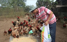 Thành công với mô hình nuôi gà ri có truy xuất nguồn gốc