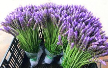 Đà Lạt lo ngại hoa Trung Quốc đội lốt