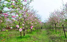 Làng hoa vào vụ Tết