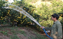 Bắc Giang: Giá quả có múi sẽ nhích lên dịp Tết Nguyên đán