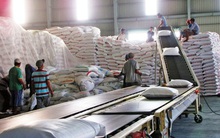 Gạo Việt Nam được các nhà nhập khẩu thu mua với giá cao