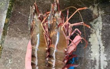 Tôm sú “khổng lồ”, tôm 'cụ' giá rẻ chưa từng thấy