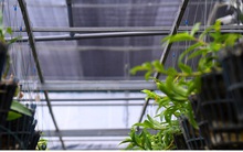 Bí quyết nhận diện lan đột biến đang "khuynh đảo" thị trường