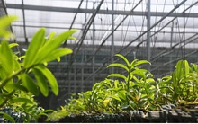 Phất lên nhanh chóng nhờ trồng loài hoa vương giả