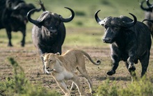 Nghe thấy tiếng "ục ục", cả bầy động vật chạy bán sống bán chết và chân tướng phía sau khiến nhiều người tỉnh ngộ