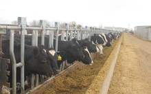 Vinamilk rót thêm 1.000 tỷ đầu tư vào trang trại bò sữa hữu cơ tại Lào