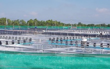 Việt Nam sẽ có trung tâm công nghiệp tôm đầu tiên