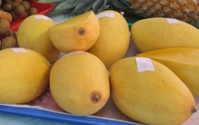 Trung Quốc cảnh báo 3.300 tấn xoài Việt Nam vi phạm kiểm dịch