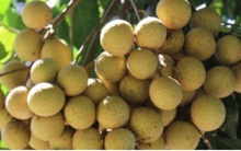 Nhãn lồng tìm đường xuất khẩu qua thương mại điện tử thời Covid-19