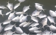 Cá lồng chết bất thường, người nuôi thiệt hại tiền tỷ