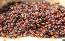 Quốc gia sở hữu nghề cực lãi: Săn kiến và đem bán với giá 2 triệu/kg
