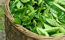 Dự báo giá chè tăng do thiếu hụt nguồn cung