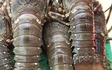 Tôm hùm Bình Định rớt giá thê thảm, nhiều người nuôi tôm phải bỏ nghề