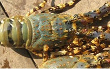 Tôm hùm, cá mú giảm giá sốc vẫn ế, người nuôi “méo mặt” bỏ nghề hàng loạt