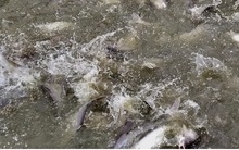 Giá thấp, không bán được nông dân còn hàng trăm tấn cá tra quá lứa