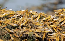 Châu chấu càn quét như vũ bão, nông dân TQ bị ám ảnh cảnh tượng "sợ dựng tóc gáy"