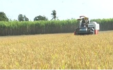 Sau vụ lúa Đông xuân, nông dân ĐBSCL tiếp tục trúng mùa, được giá vụ Hè thu